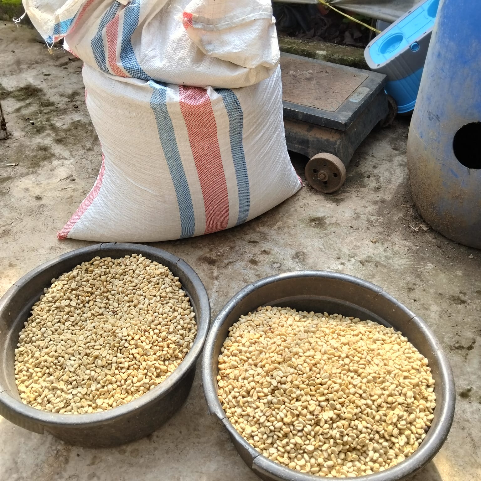 kopi arabica lombok kopi arabica lombok